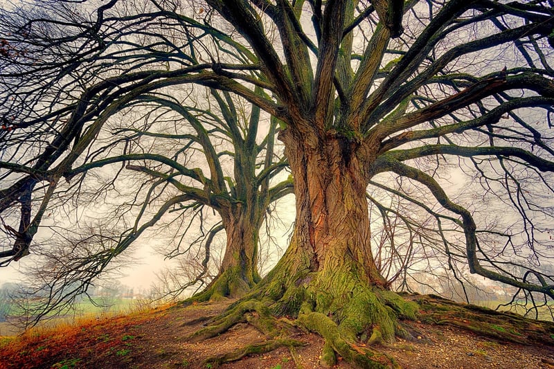 Woodland Whimsy